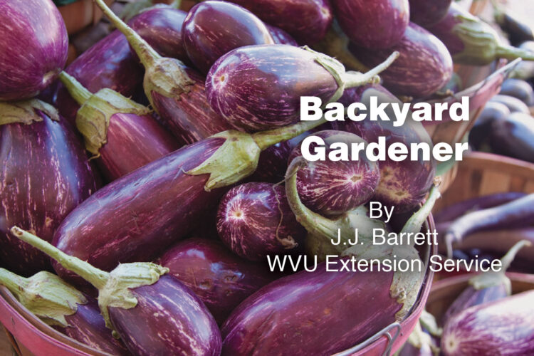 Image-Backyard-Gardener-